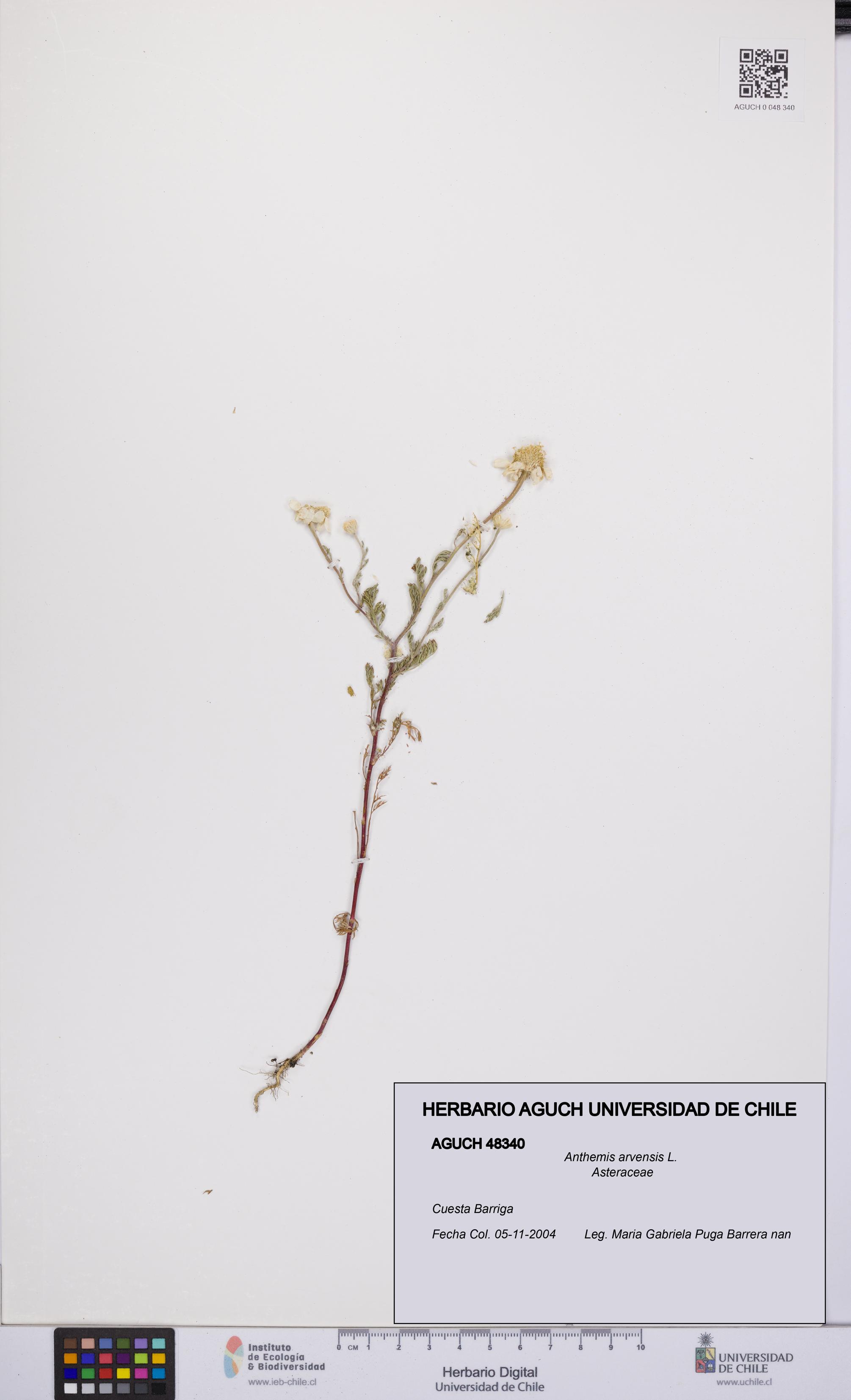 Anthemis arvensis [Espécimen: UCH:AGUCH:0048340]