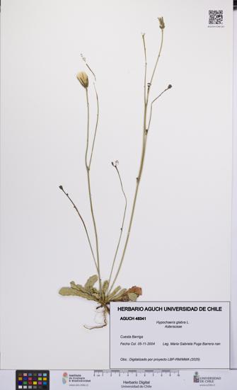 Hypochaeris glabra [Espécimen: UCH:AGUCH:0048341]