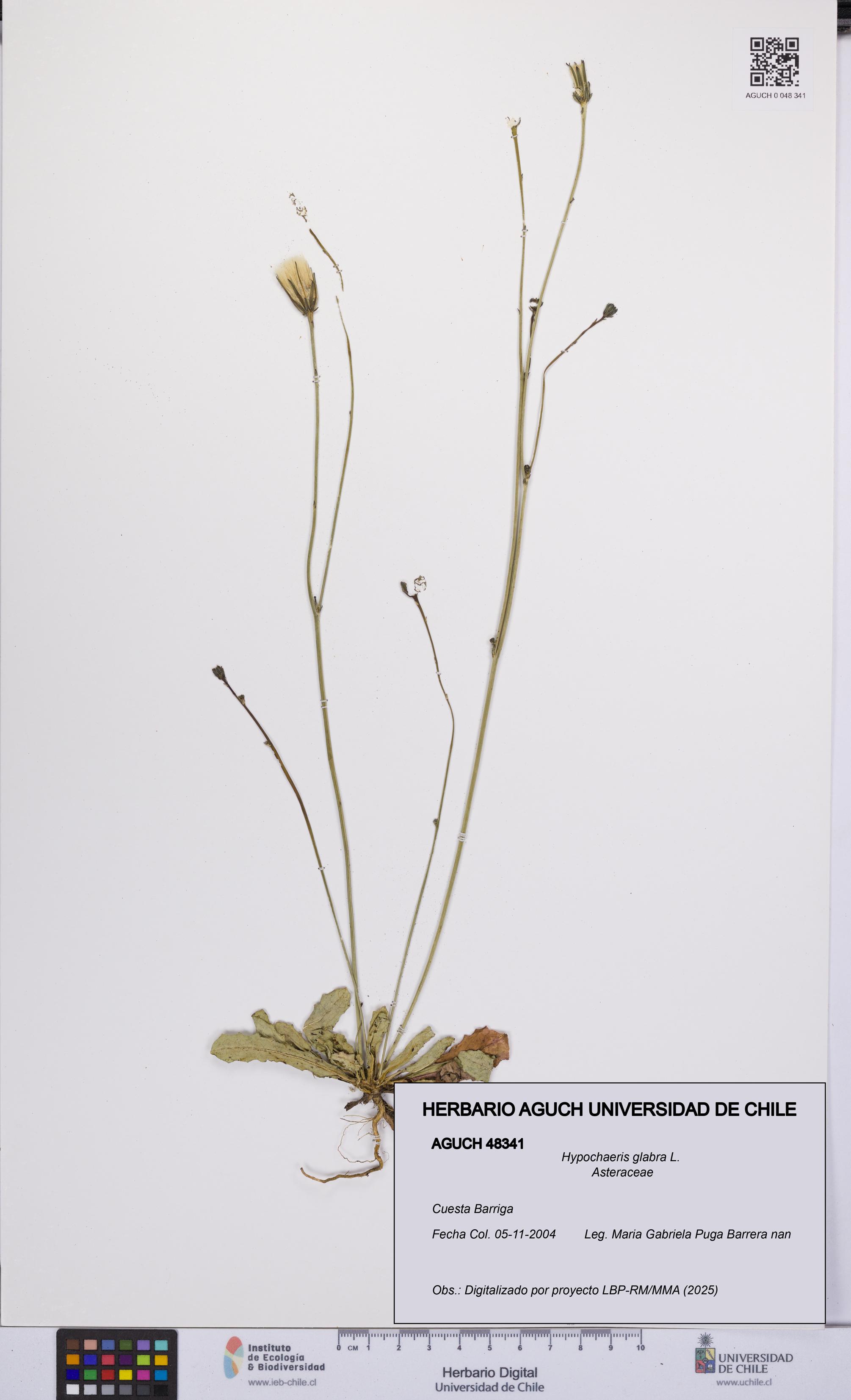 Hypochaeris glabra [Espécimen: UCH:AGUCH:0048341]