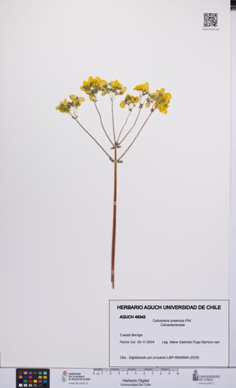 Calceolaria pratensis [Espécimen: UCH:AGUCH:0048342]