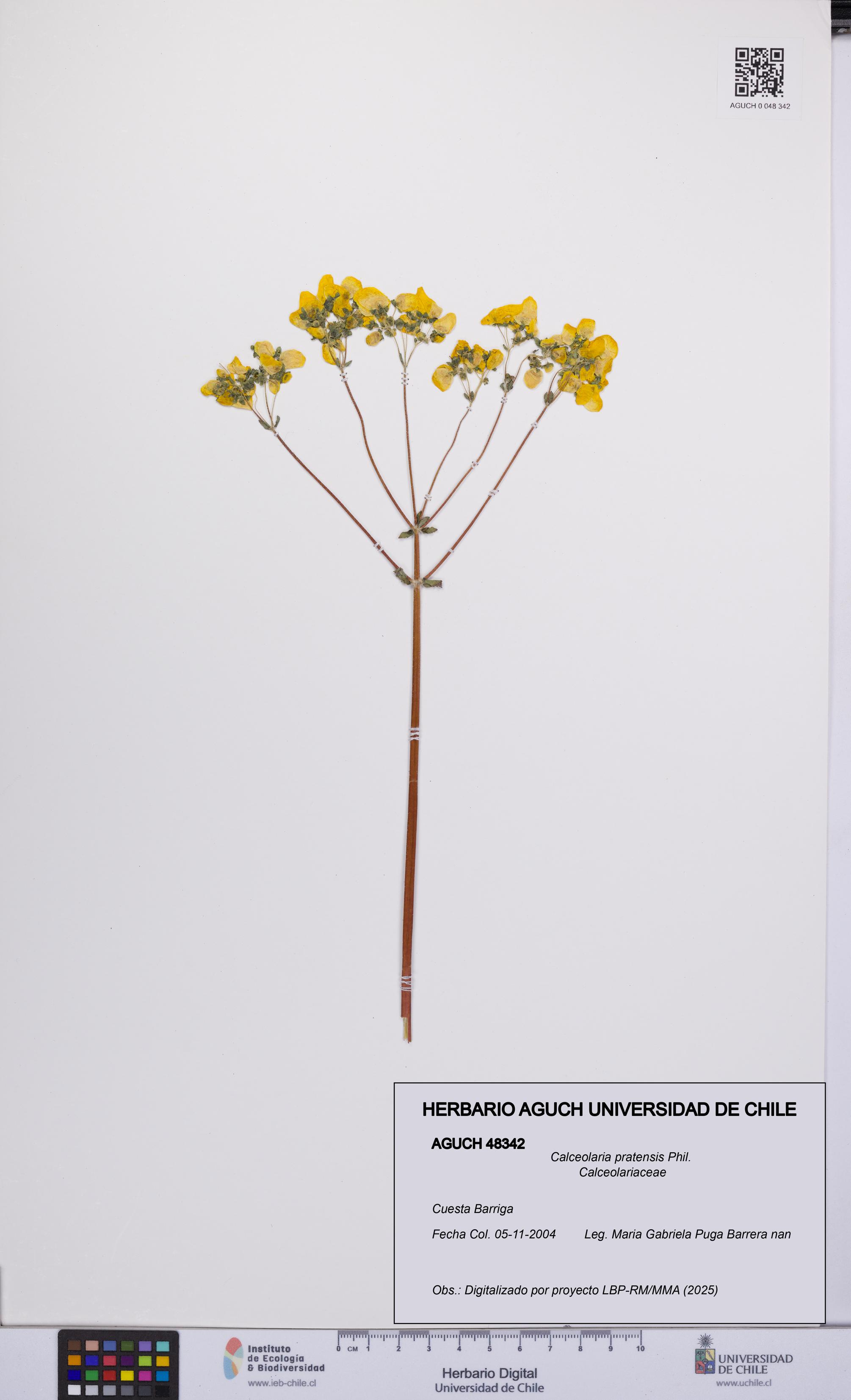Calceolaria pratensis [Espécimen: UCH:AGUCH:0048342]