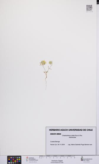 Chaetanthera ciliata [Espécimen: UCH:AGUCH:0048344]