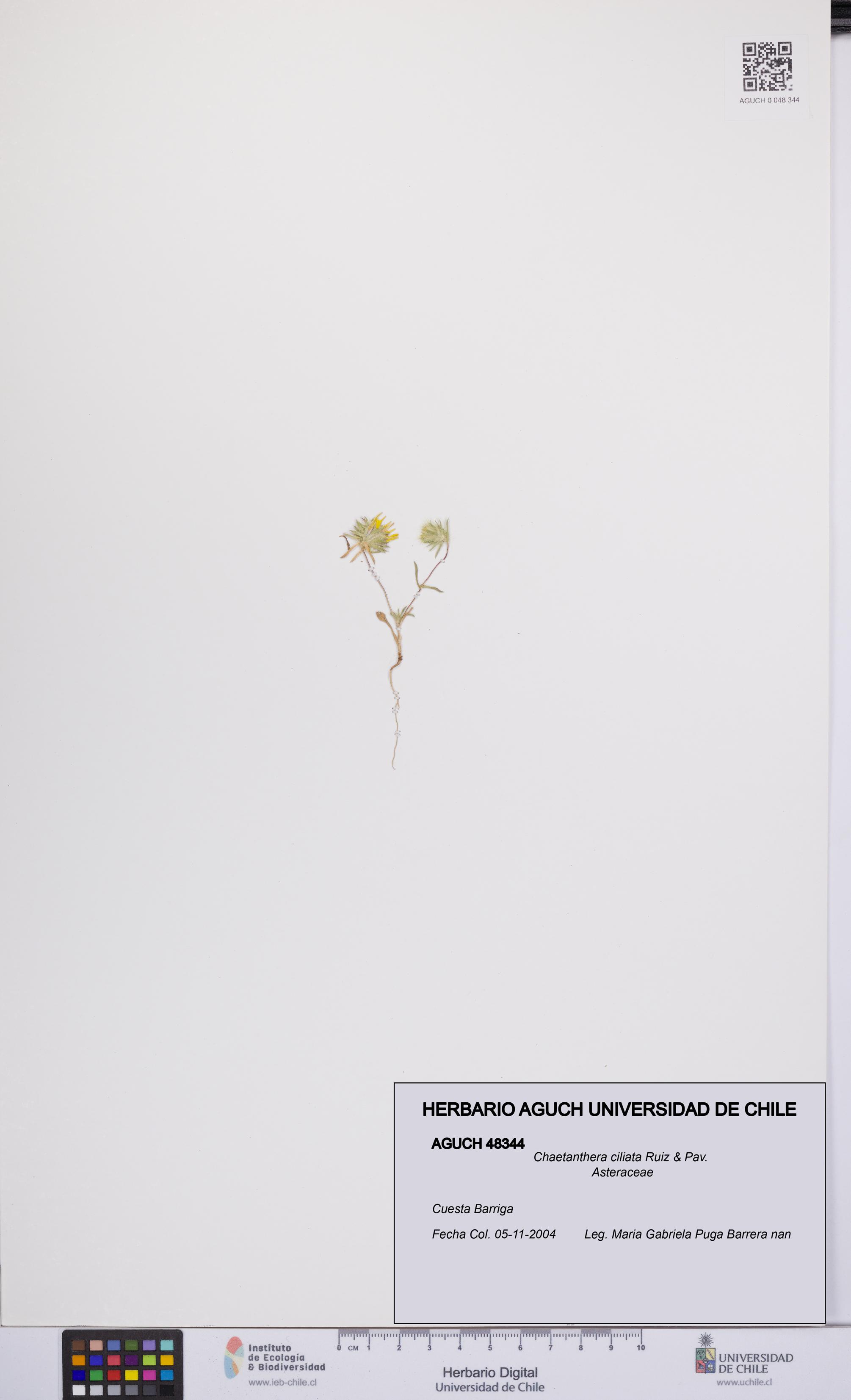 Chaetanthera ciliata [Espécimen: UCH:AGUCH:0048344]