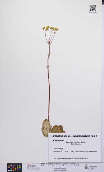 Calceolaria thyrsiflora [Espécimen: UCH:AGUCH:0048365]