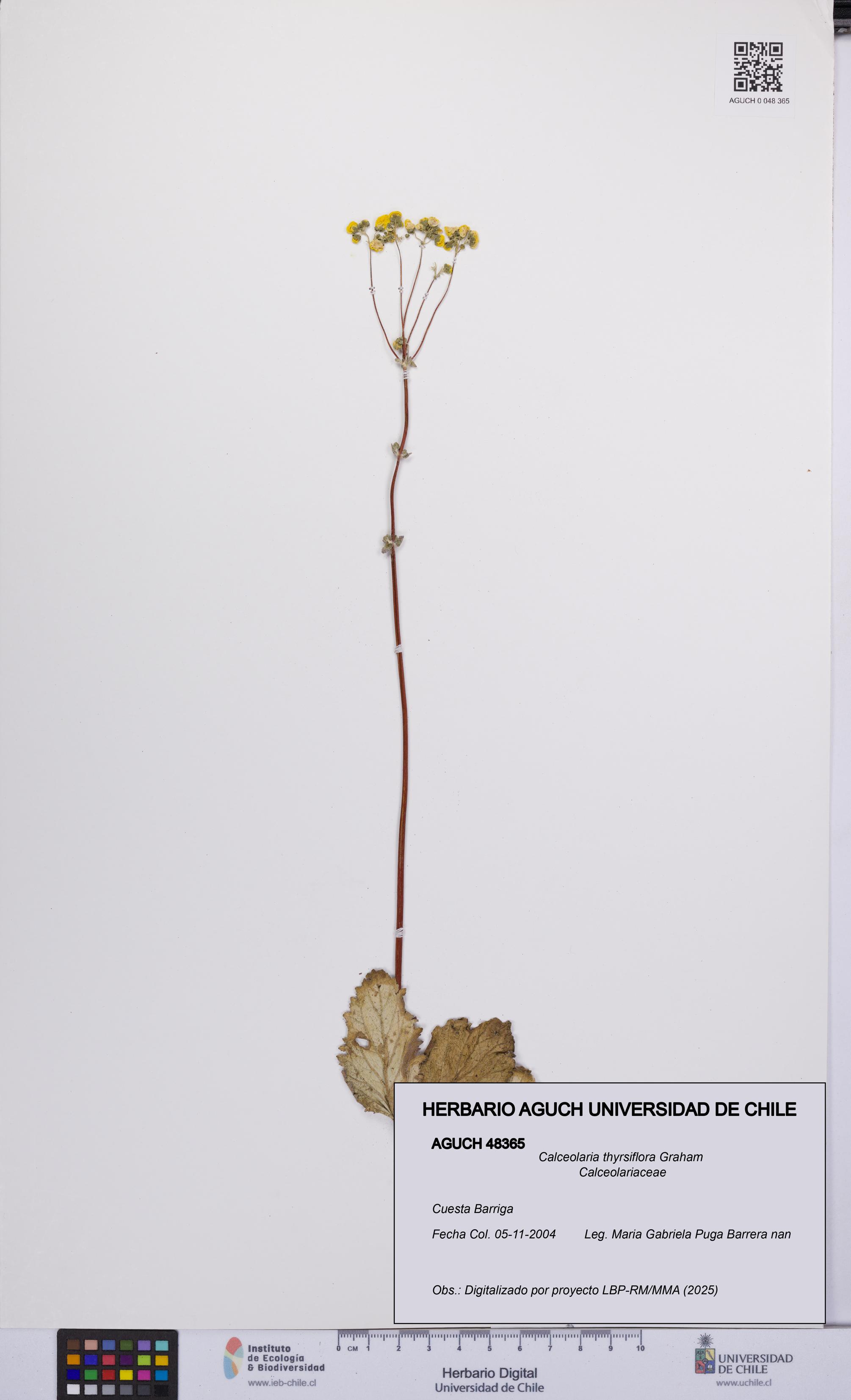 Calceolaria thyrsiflora [Espécimen: UCH:AGUCH:0048365]