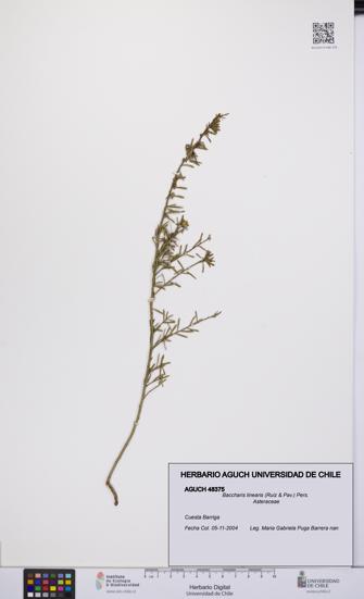 Baccharis linearis [Espécimen: UCH:AGUCH:0048375]