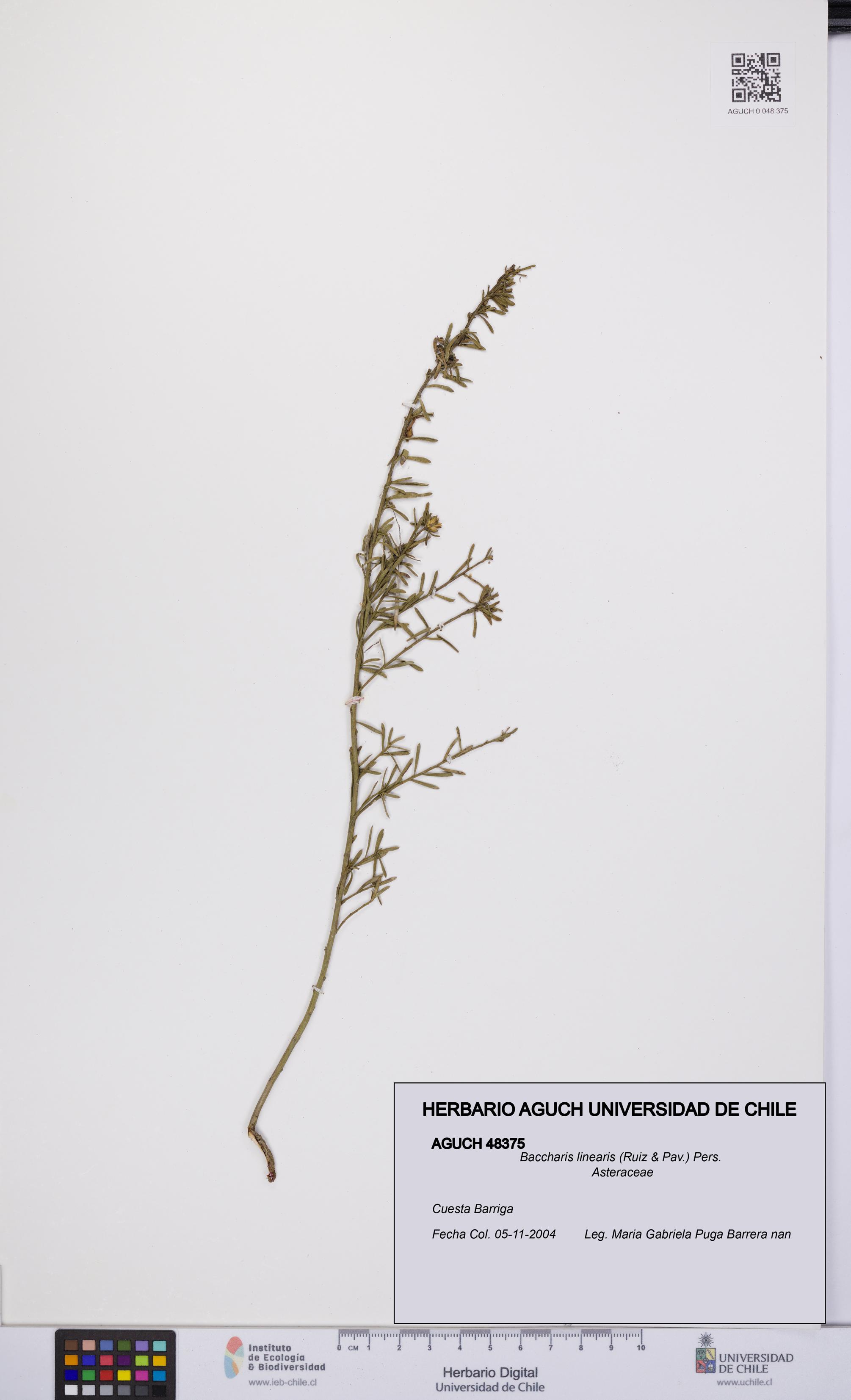 Baccharis linearis [Espécimen: UCH:AGUCH:0048375]