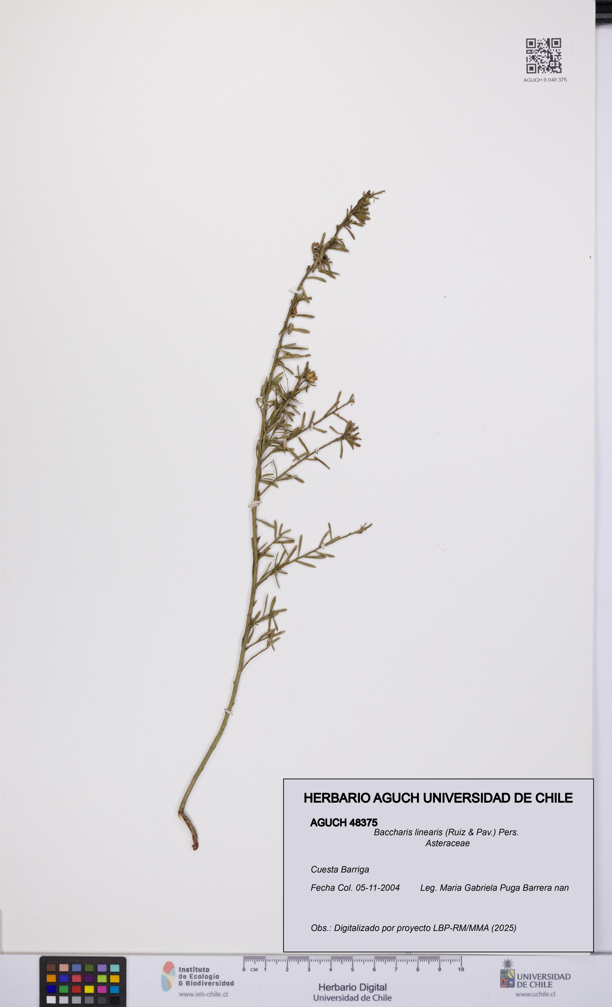 Baccharis linearis [Espécimen: UCH:AGUCH:0048375]