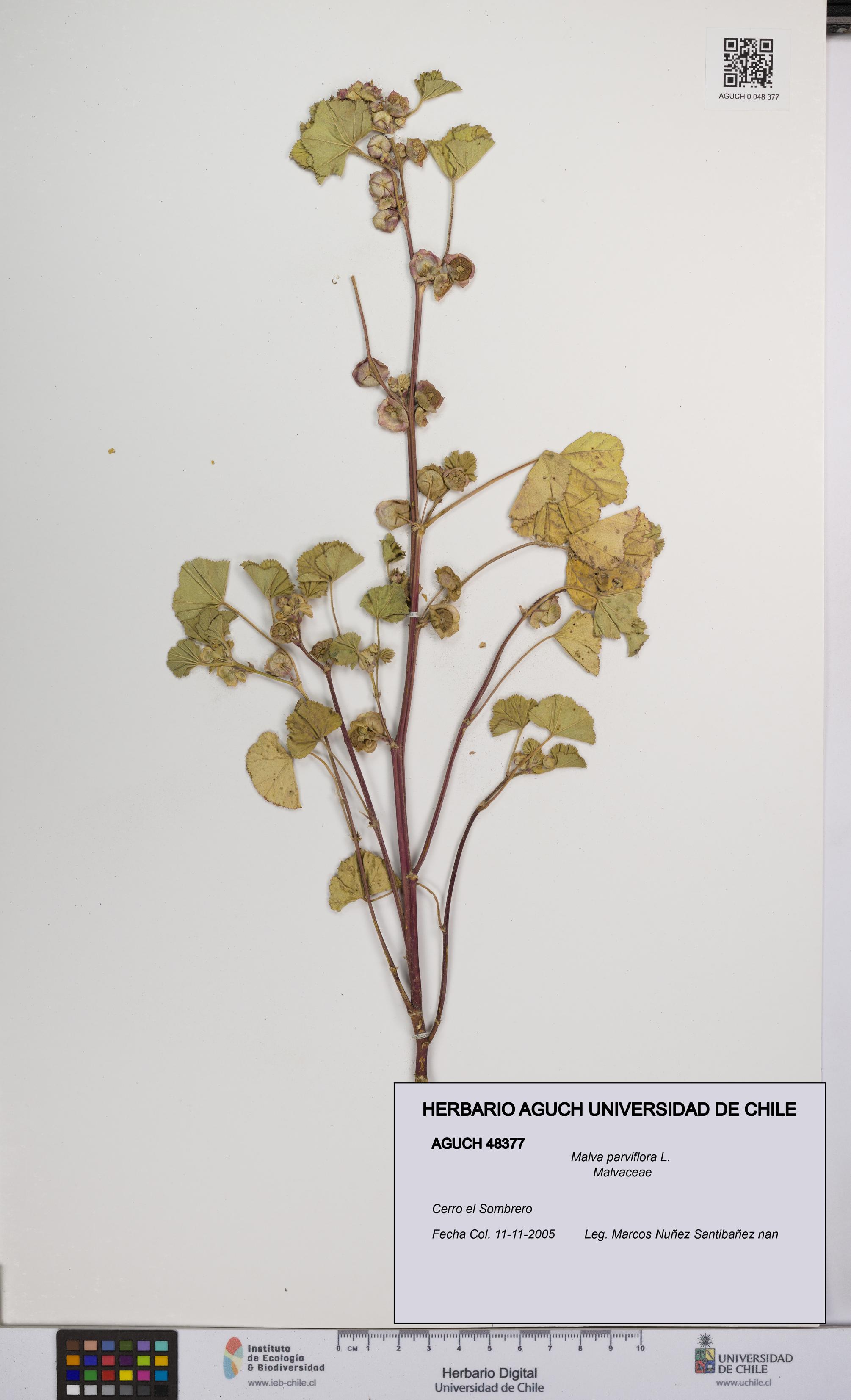 Malva parviflora [Espécimen: UCH:AGUCH:0048377]