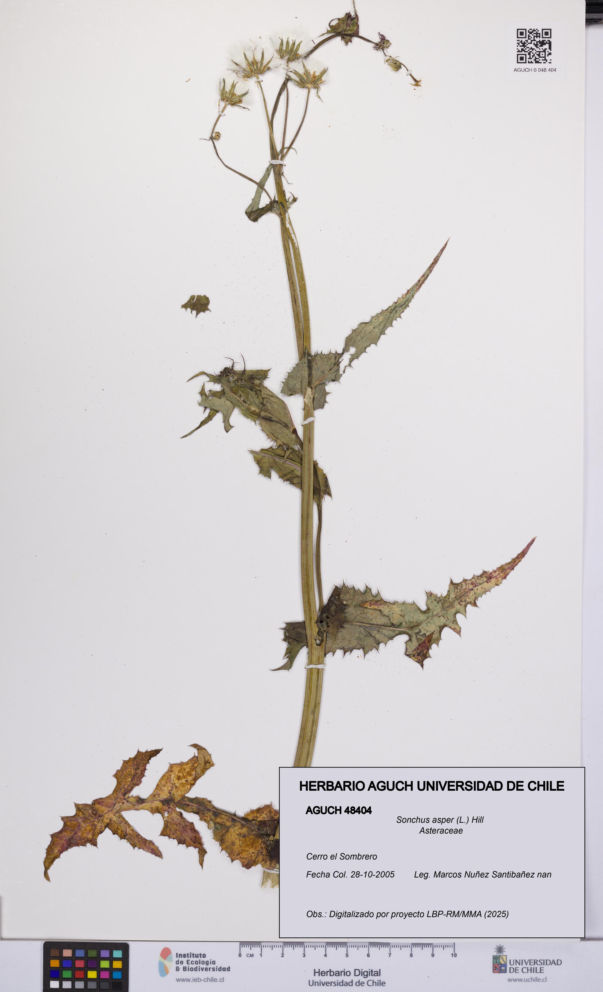 Sonchus asper [Espécimen: UCH:AGUCH:0048404]