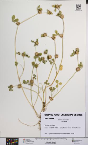 Trifolium glomeratum [Espécimen: UCH:AGUCH:0048408]