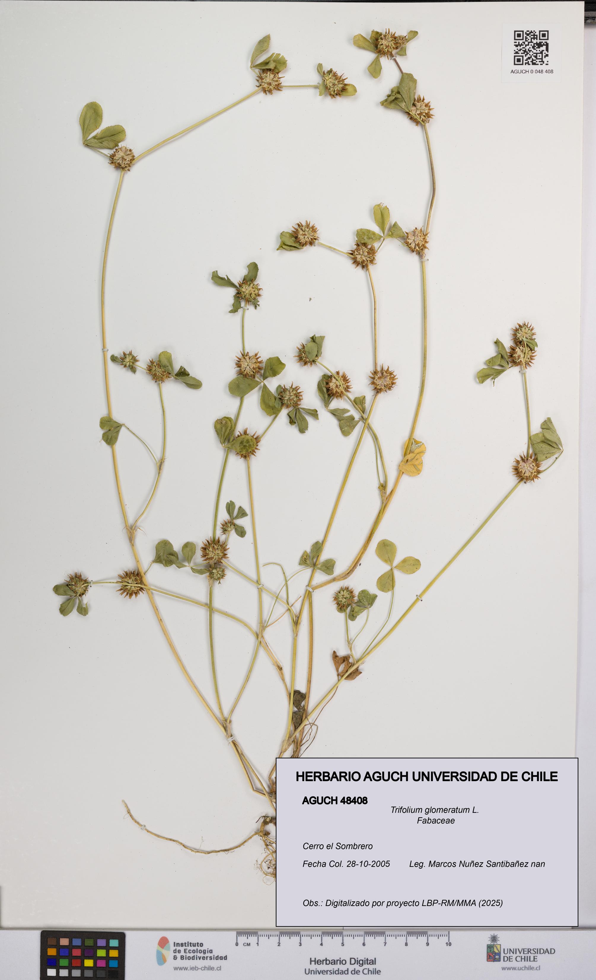 Trifolium glomeratum [Espécimen: UCH:AGUCH:0048408]