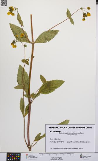 Calceolaria glandulosa [Espécimen: UCH:AGUCH:0048409]