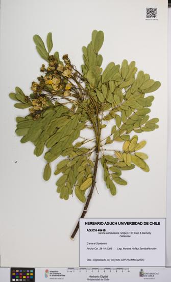 Senna candolleana [Espécimen: UCH:AGUCH:0048416]