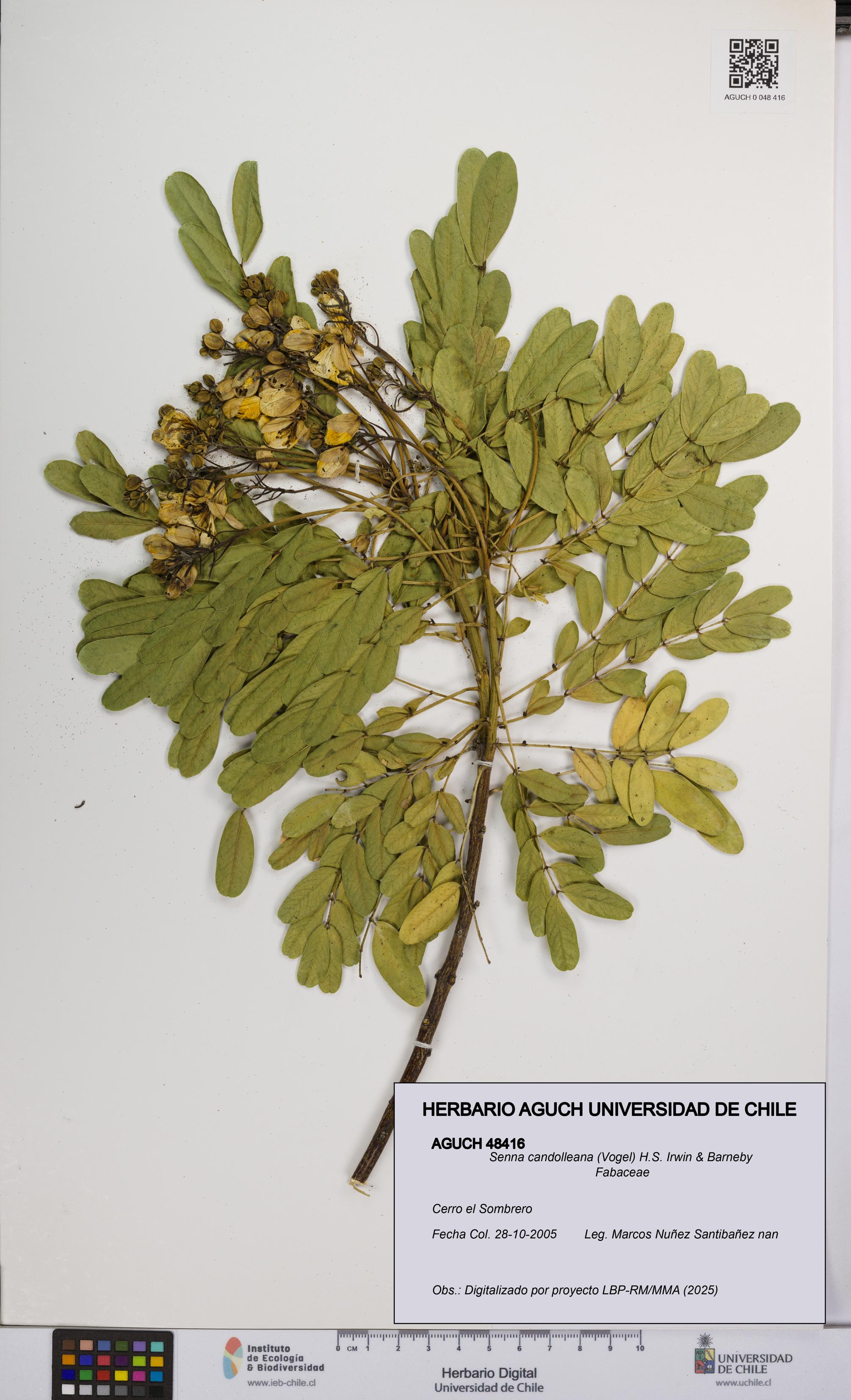 Senna candolleana [Espécimen: UCH:AGUCH:0048416]
