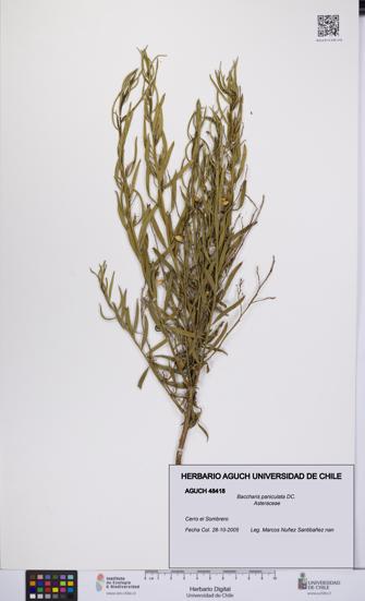 Baccharis paniculata [Espécimen: UCH:AGUCH:0048418]