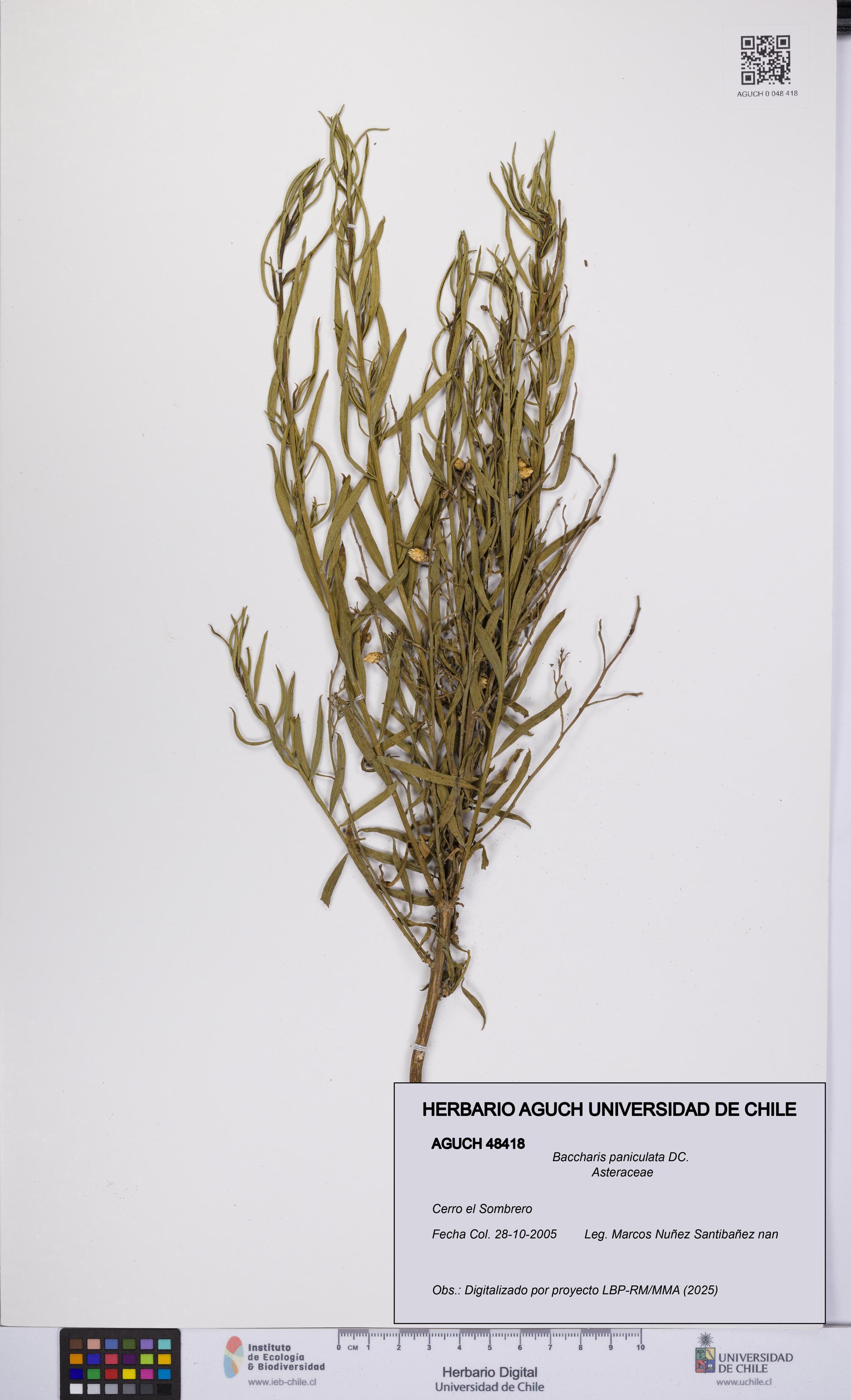 Baccharis paniculata [Espécimen: UCH:AGUCH:0048418]
