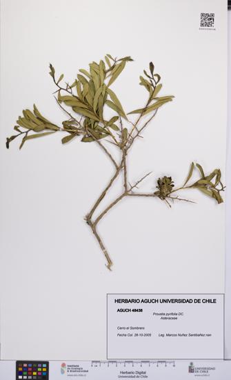 Proustia pyrifolia [Espécimen: UCH:AGUCH:0048438]