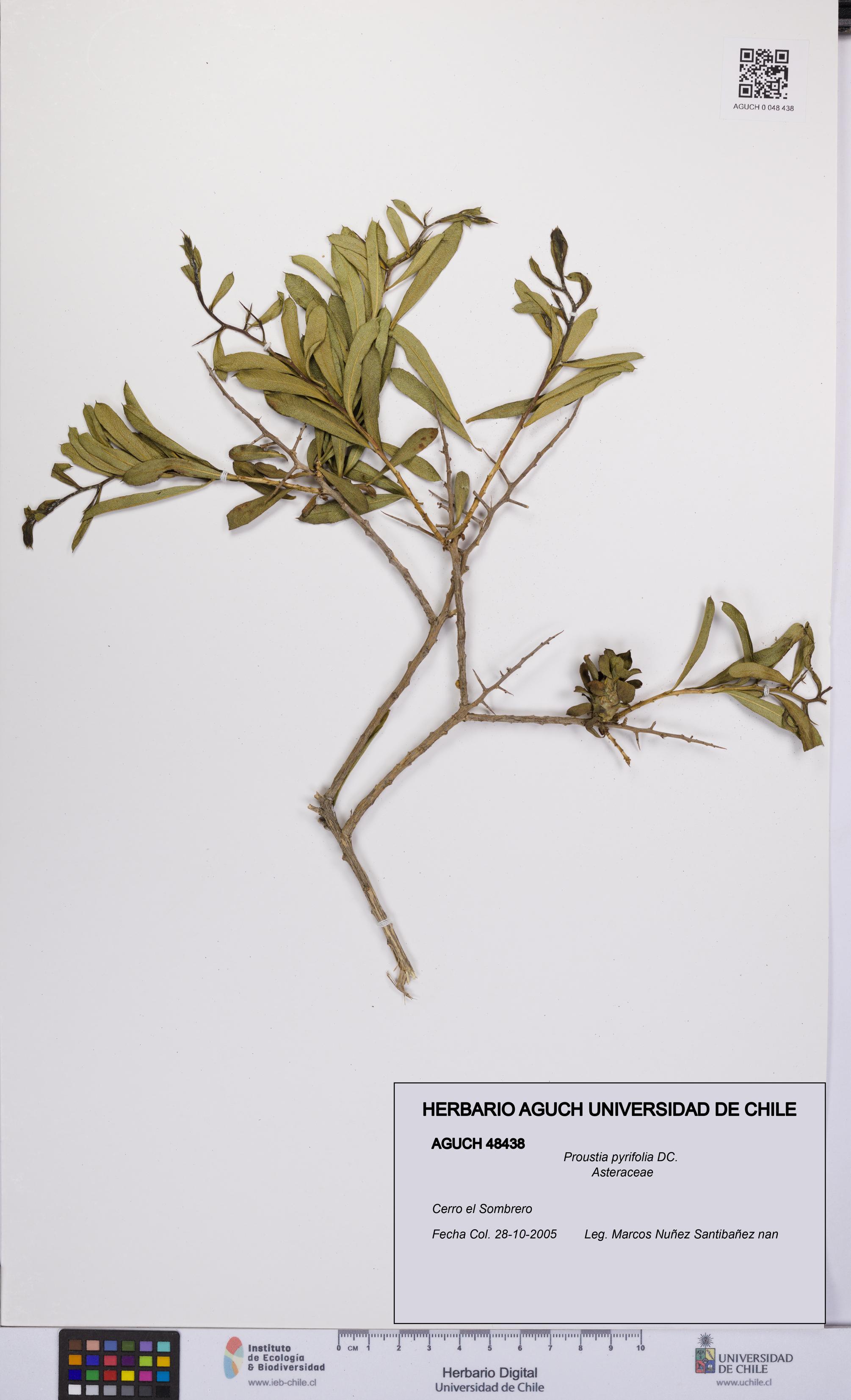 Proustia pyrifolia [Espécimen: UCH:AGUCH:0048438]