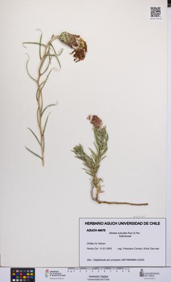 Mutisia subulata [Espécimen: UCH:AGUCH:0048475]