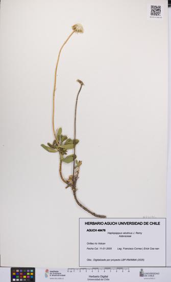 Haplopappus velutinus [Espécimen: UCH:AGUCH:0048476]