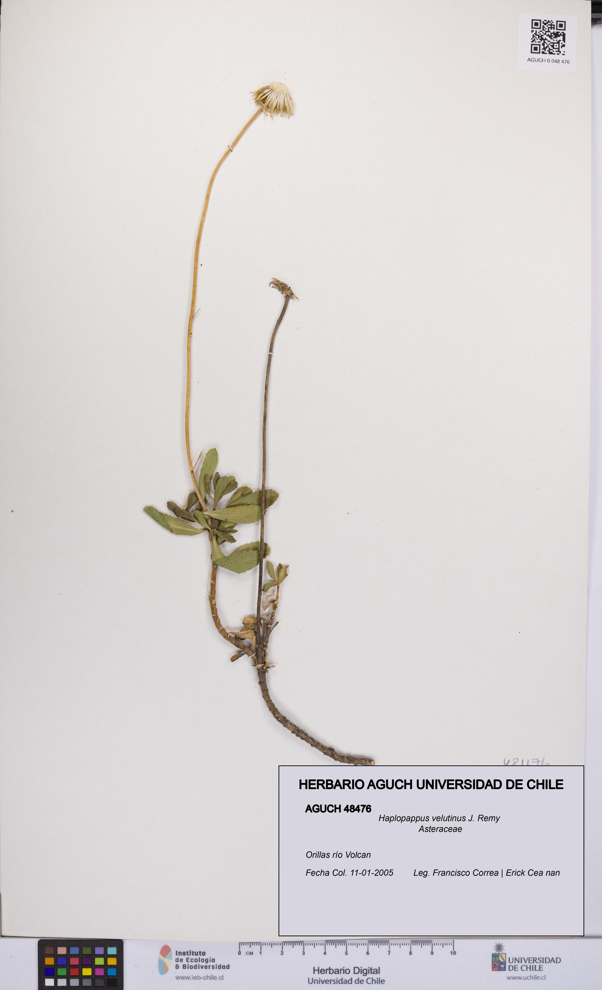 Haplopappus velutinus [Espécimen: UCH:AGUCH:0048476]