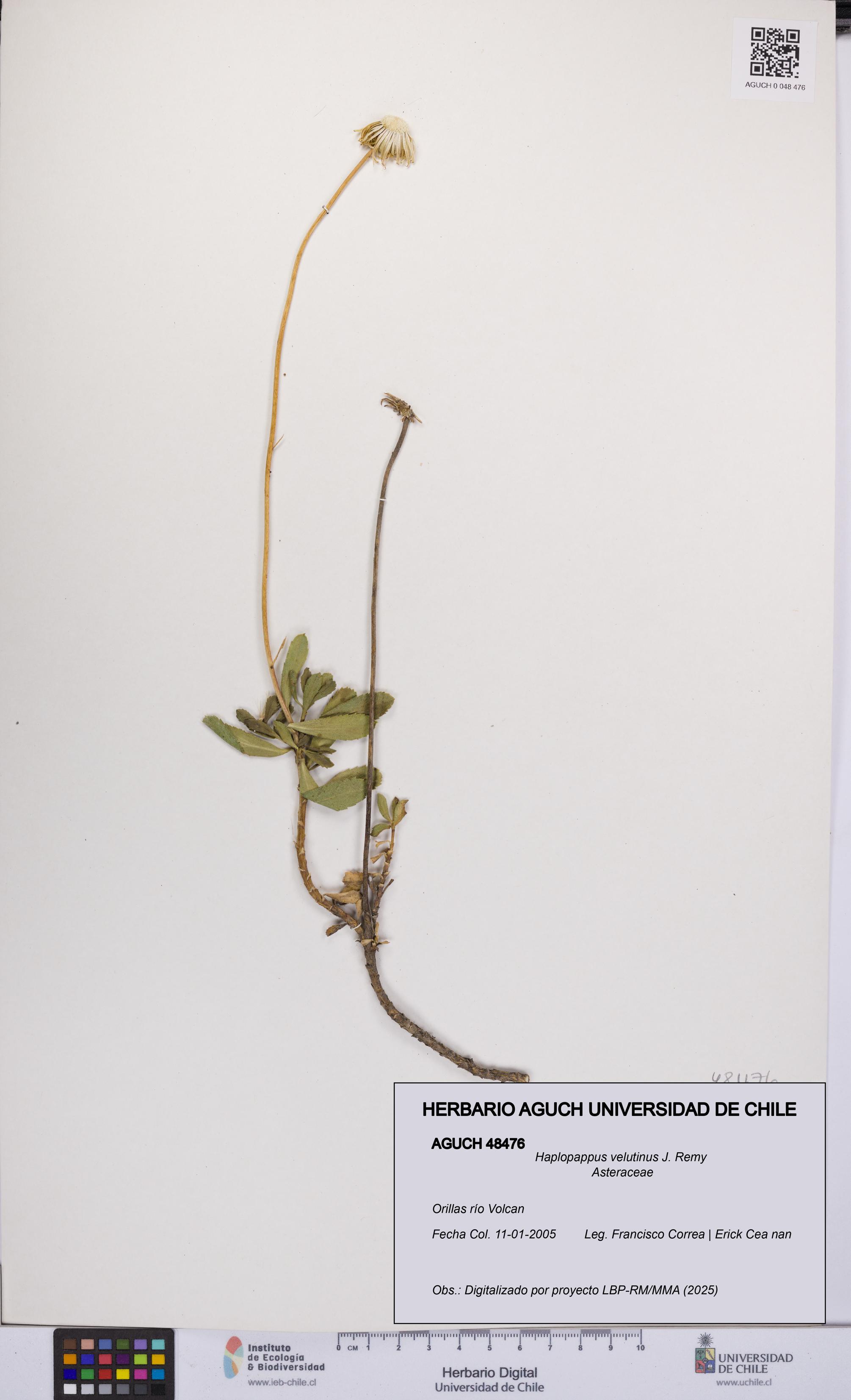 Haplopappus velutinus [Espécimen: UCH:AGUCH:0048476]