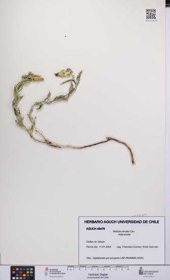 Mutisia sinuata [Espécimen: UCH:AGUCH:0048479]