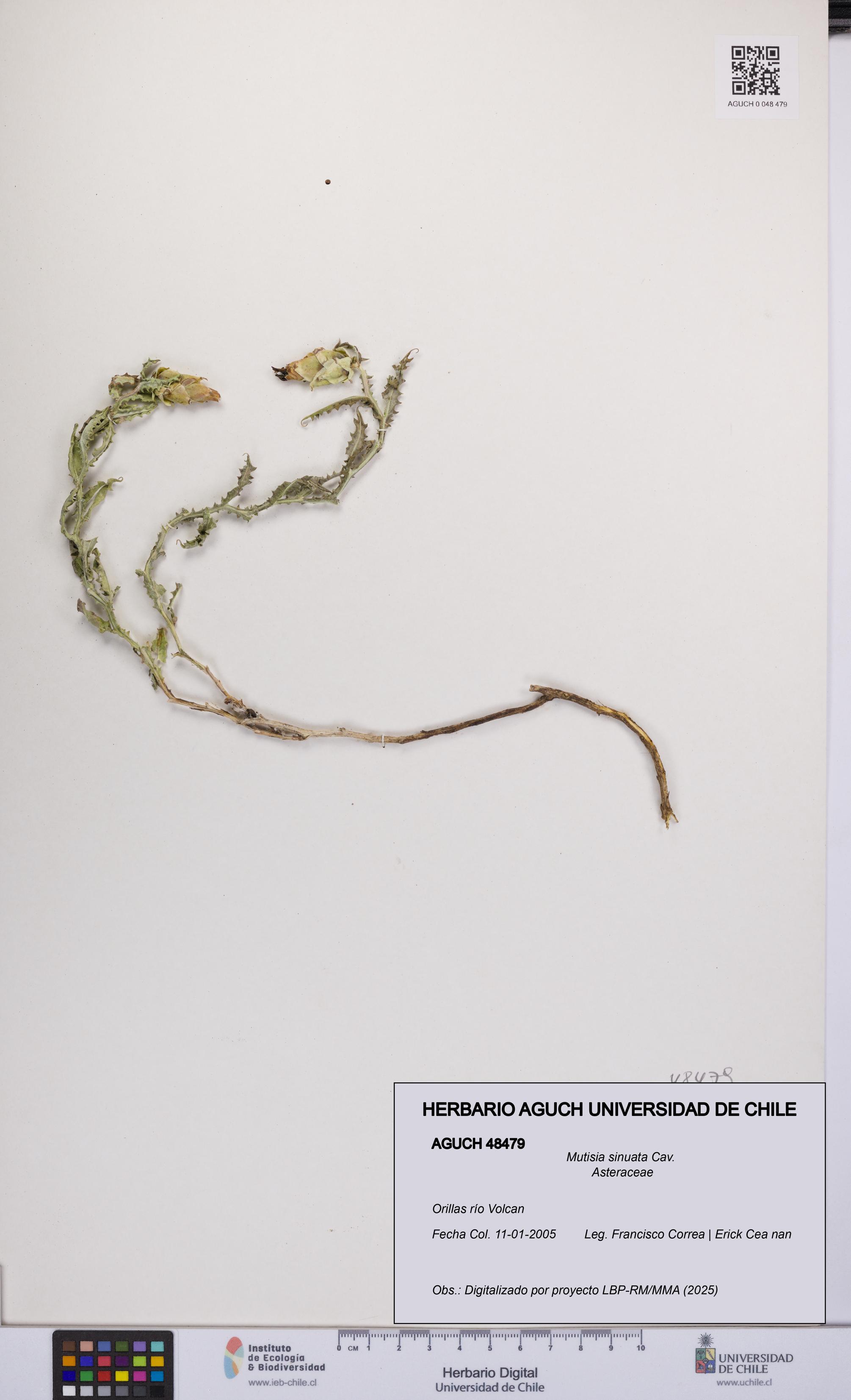 Mutisia sinuata [Espécimen: UCH:AGUCH:0048479]