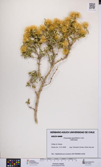 Chuquiraga oppositifolia [Espécimen: UCH:AGUCH:0048480]