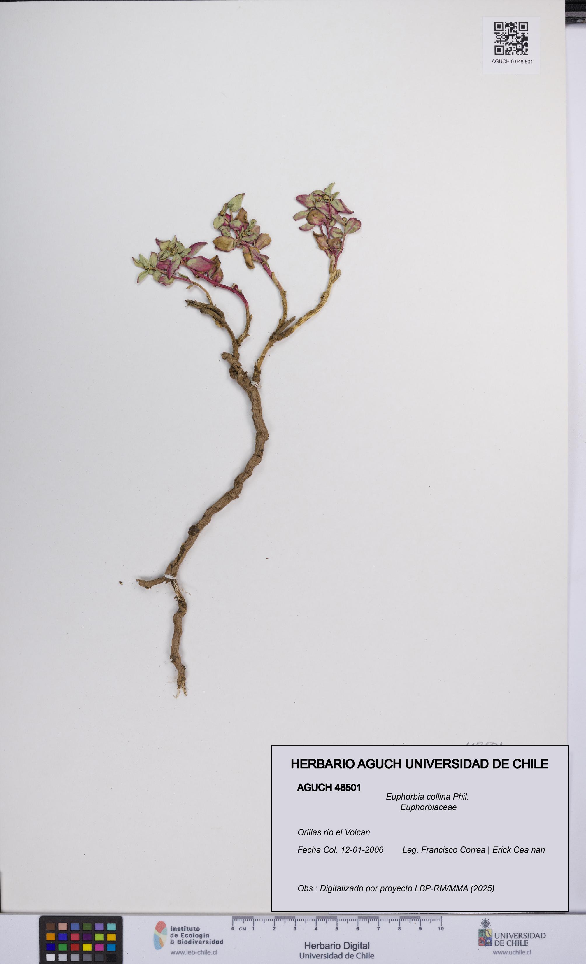 Euphorbia collina [Espécimen: UCH:AGUCH:0048501]