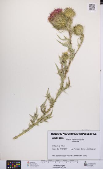 Cirsium vulgare [Espécimen: UCH:AGUCH:0048504]