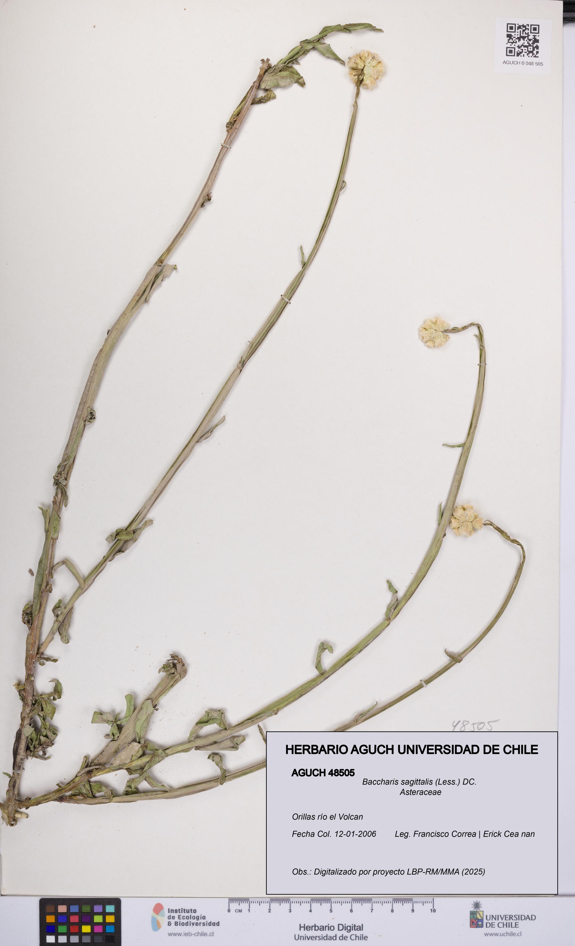 Baccharis sagittalis [Espécimen: UCH:AGUCH:0048505]