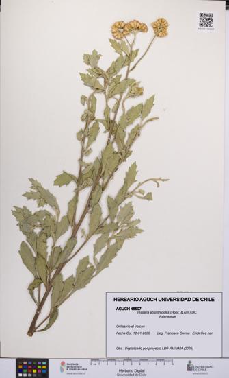 Tessaria absinthioides [Espécimen: UCH:AGUCH:0048507]