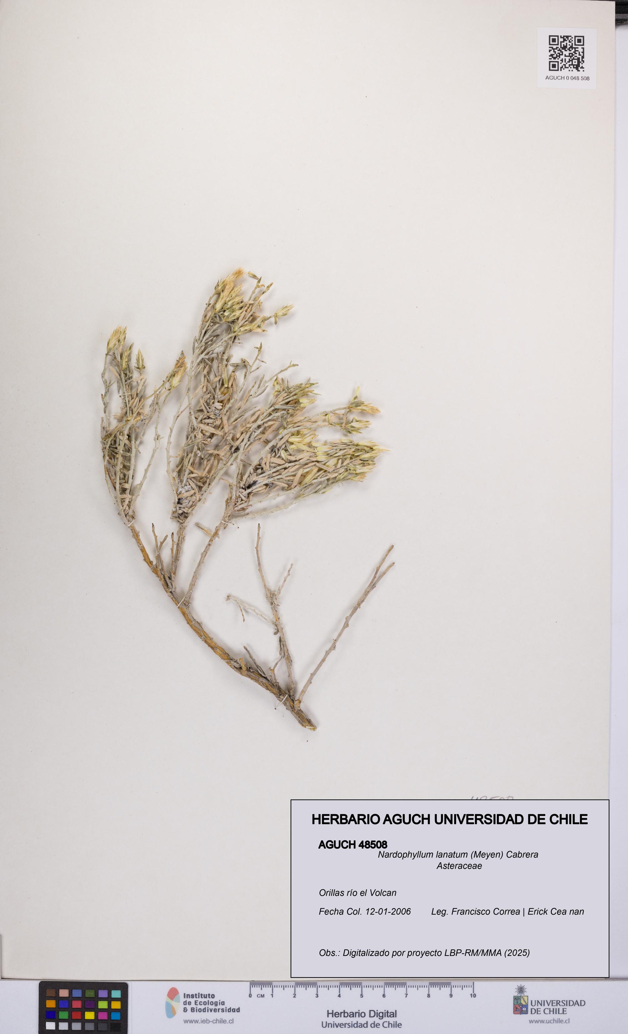 Nardophyllum lanatum [Espécimen: UCH:AGUCH:0048508]