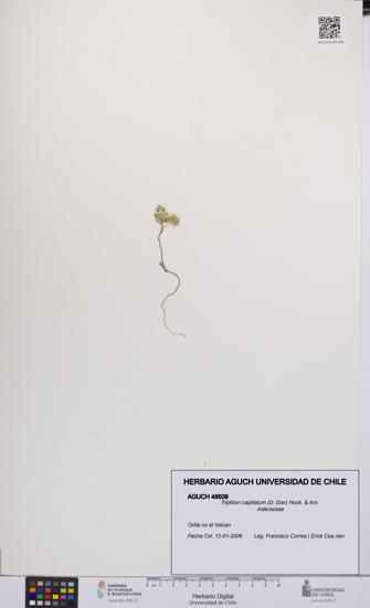 Triptilion capillatum [Espécimen: UCH:AGUCH:0048509]