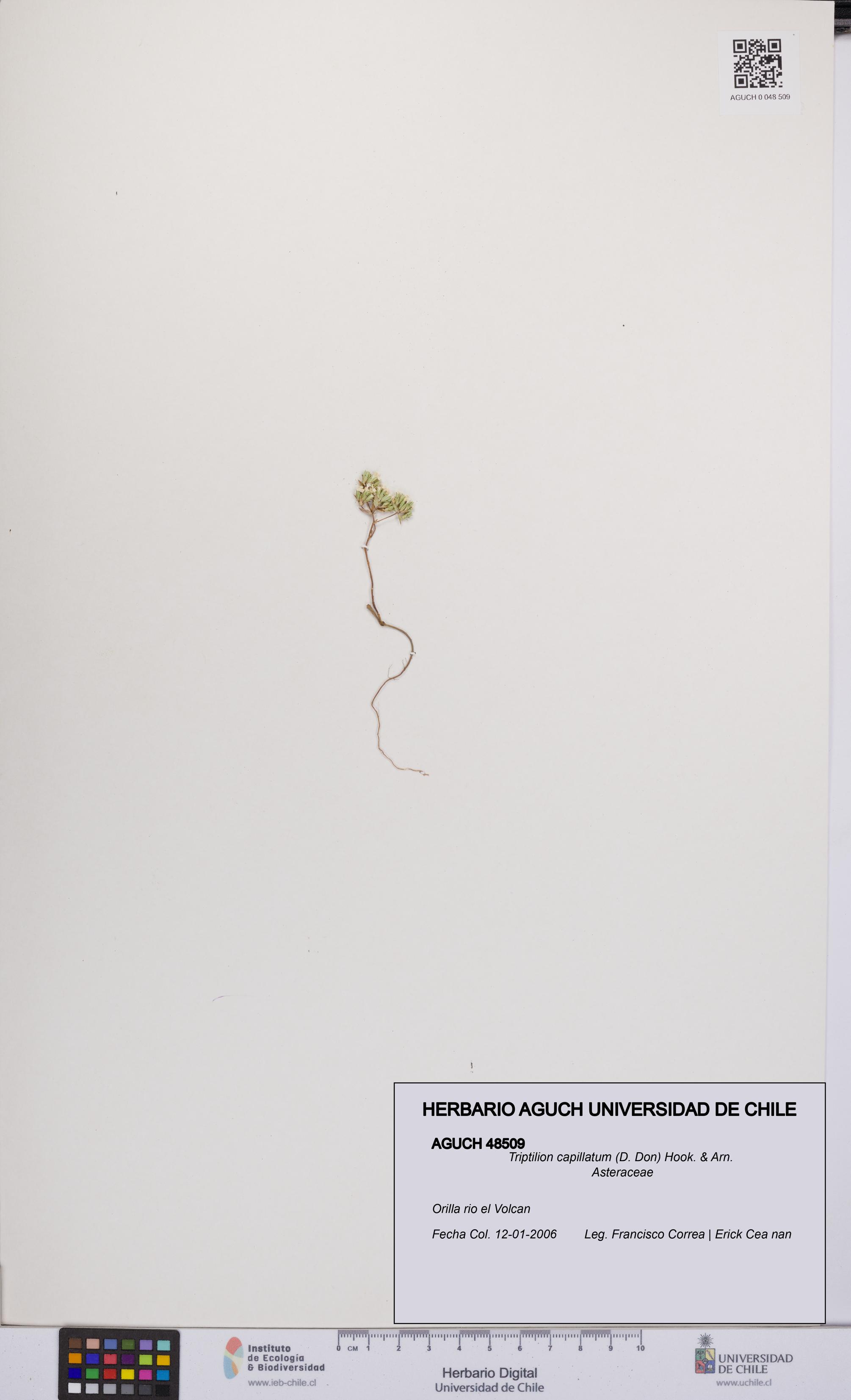Triptilion capillatum [Espécimen: UCH:AGUCH:0048509]