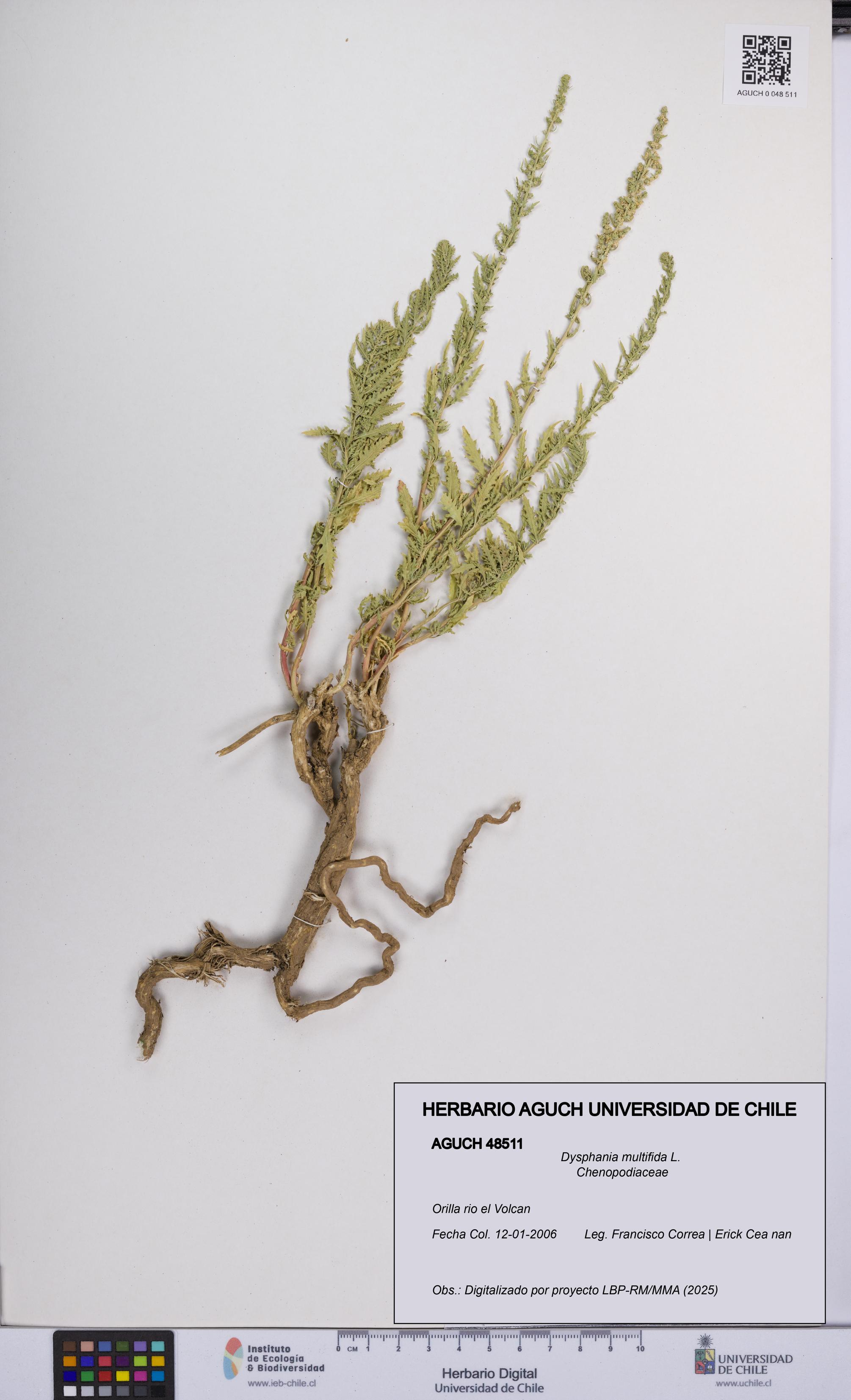 Dysphania multifida [Espécimen: UCH:AGUCH:0048511]