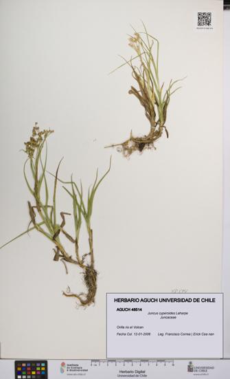 Juncus cyperoides [Espécimen: UCH:AGUCH:0048514]