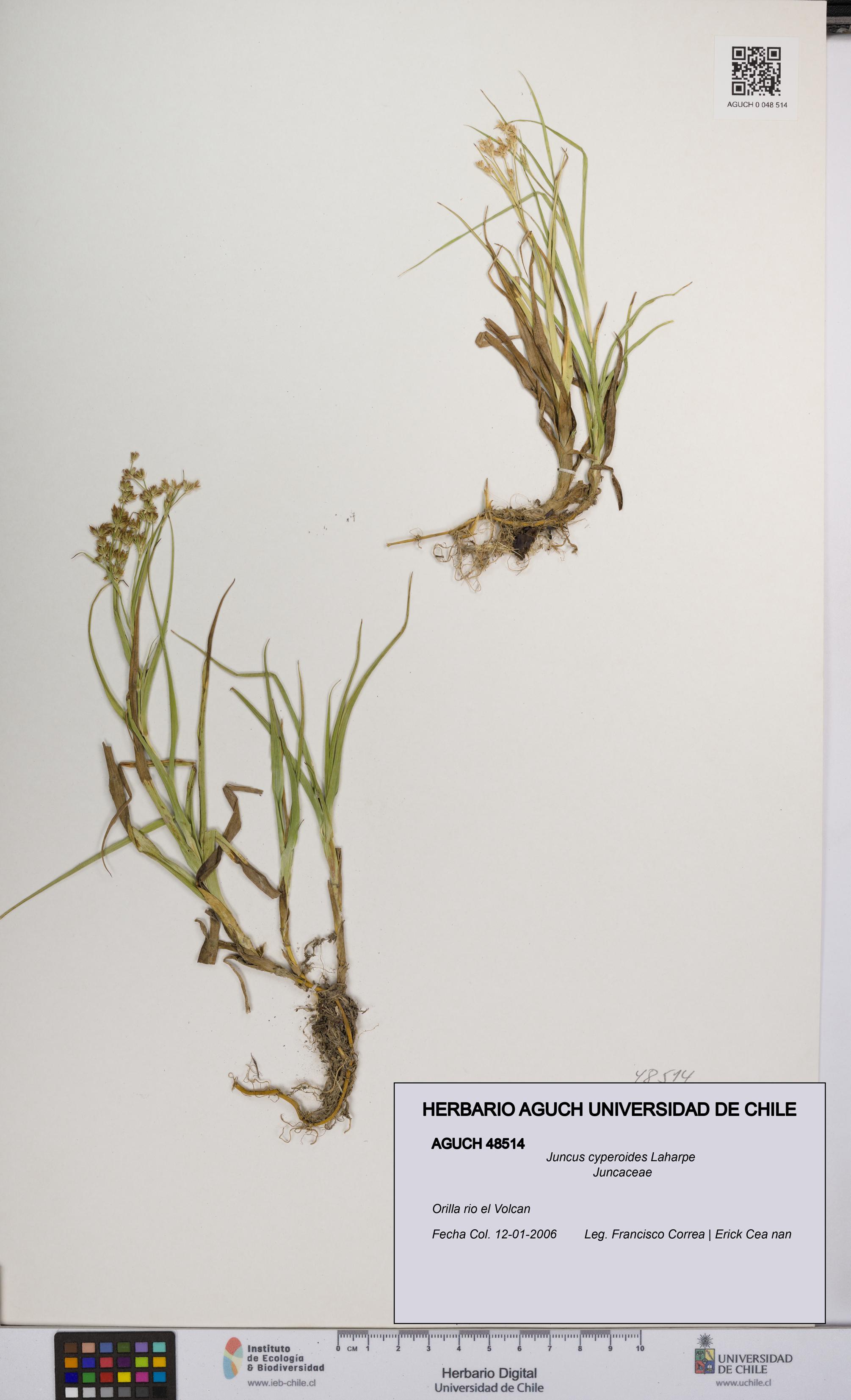 Juncus cyperoides [Espécimen: UCH:AGUCH:0048514]