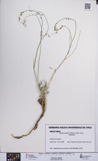 Adesmia aspera [Espécimen: UCH:AGUCH:0048515]