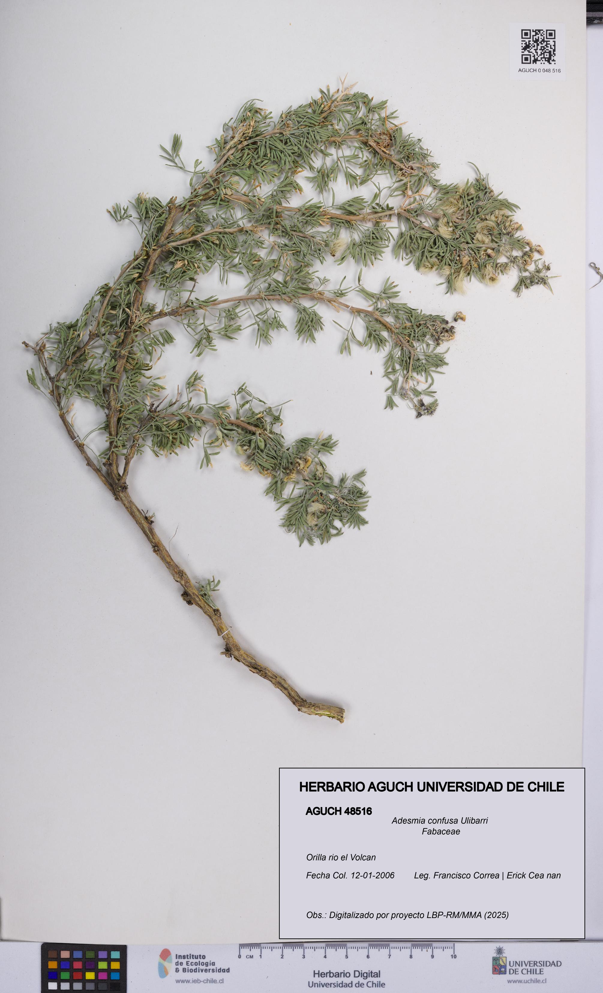 Adesmia confusa [Espécimen: UCH:AGUCH:0048516]