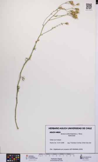 Senecio anthemidiphyllus [Espécimen: UCH:AGUCH:0048523]