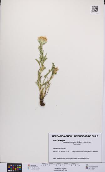 Perezia carthamoides [Espécimen: UCH:AGUCH:0048524]