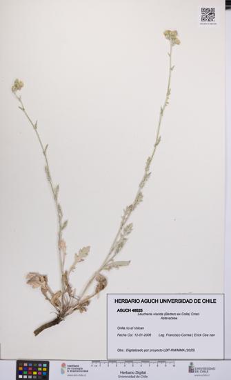 Leucheria viscida [Espécimen: UCH:AGUCH:0048525]