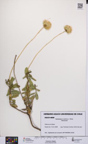 Haplopappus velutinus [Espécimen: UCH:AGUCH:0048529]