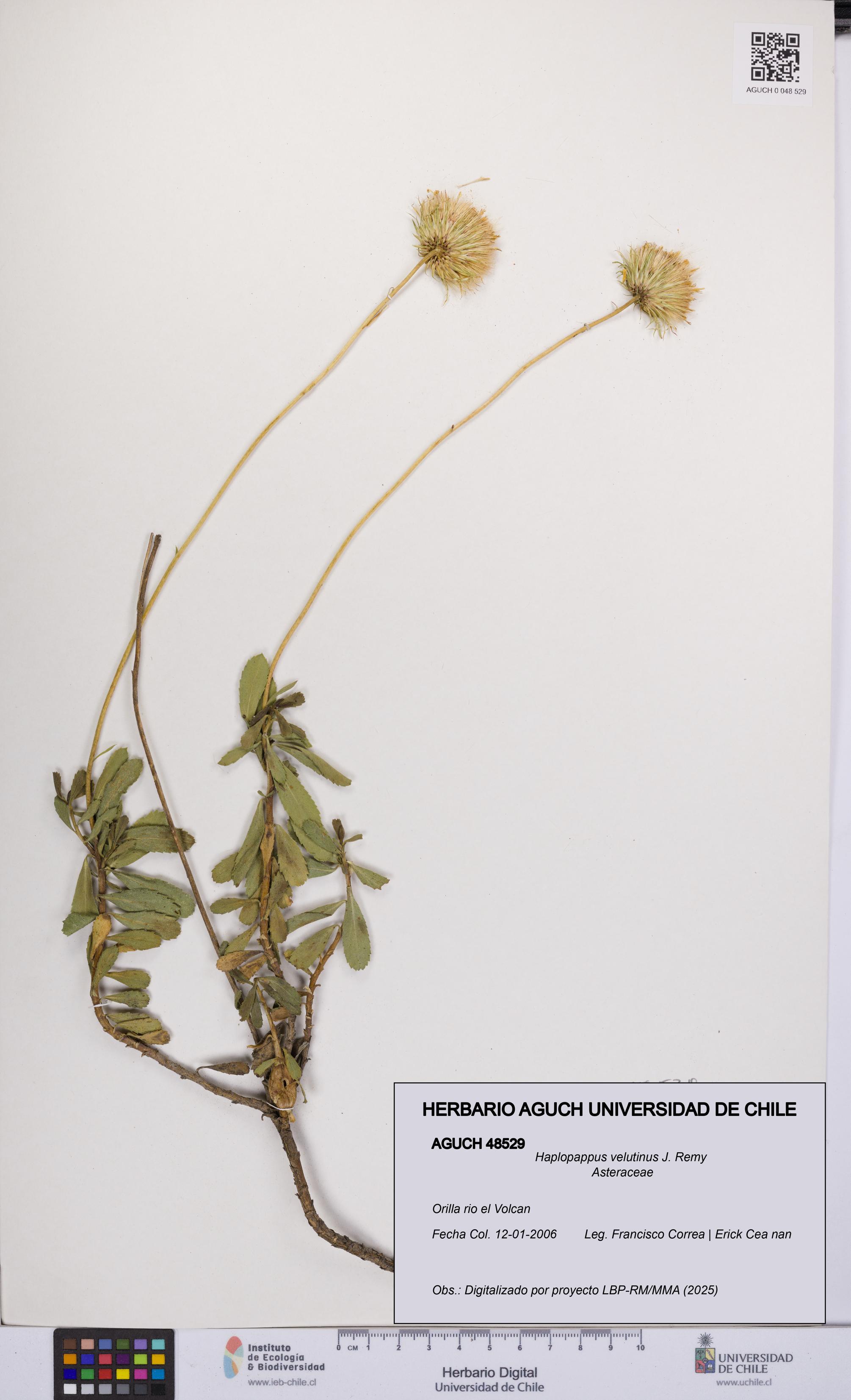 Haplopappus velutinus [Espécimen: UCH:AGUCH:0048529]