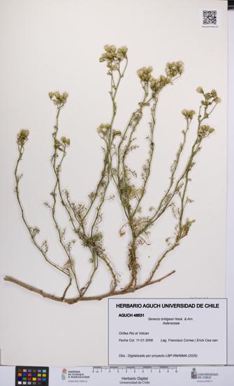 Senecio bridgesii [Espécimen: UCH:AGUCH:0048531]