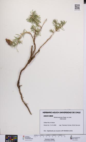 Mutisia acerosa [Espécimen: UCH:AGUCH:0048540]