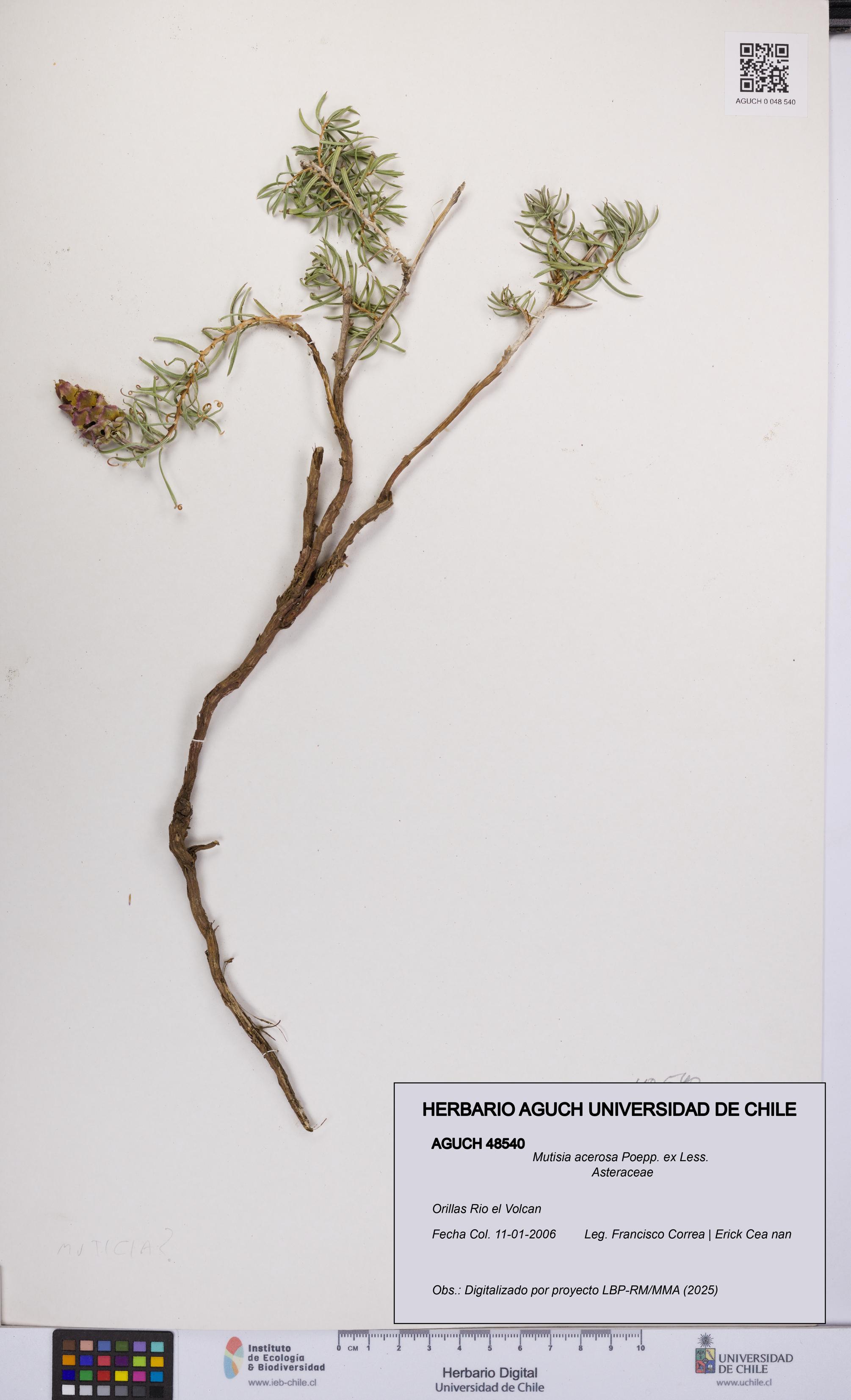 Mutisia acerosa [Espécimen: UCH:AGUCH:0048540]